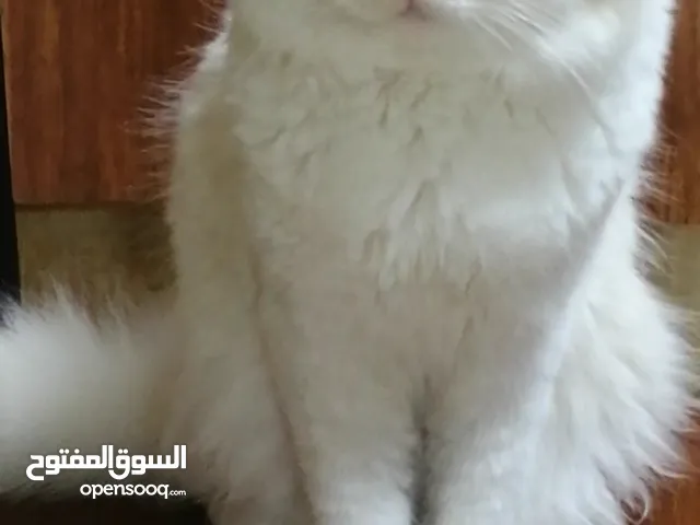 ( قطط شيرازي ) ( Persian Kittens )