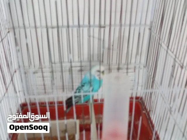 طير بقالينو دكر ربي يبارك جاهز للجواز