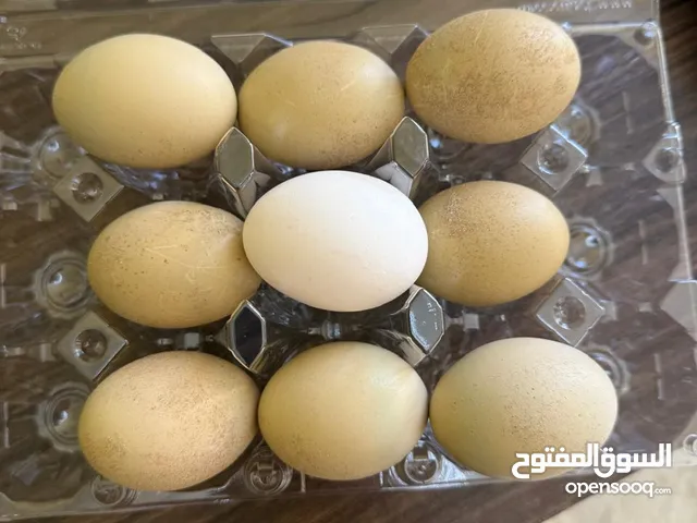 8 Green Fertile Chicken Eggs for Hatching