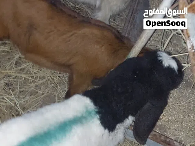 للبيع مجموعة اغنام