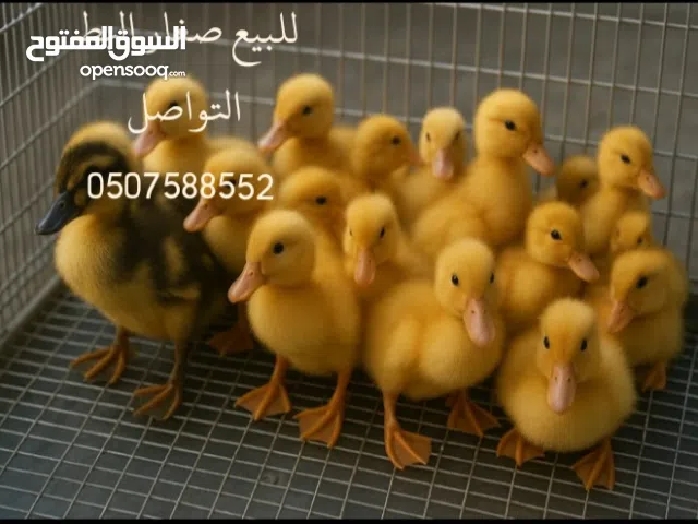 بط صغر للبيع