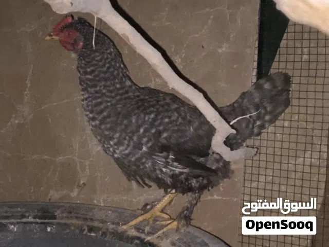 يوجد دجاجه تحتها 17الفلوس و فروج كبير ودجاجه ويوجد زوز اناتي بركديلو ويوجد زوز كوبيات حمام