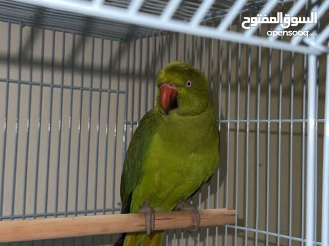 طير متوه متربي حجم ونظافه