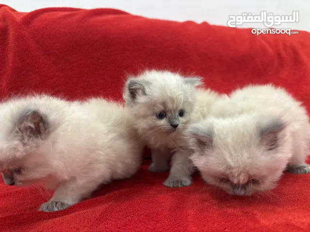 قطط همالايا بيور