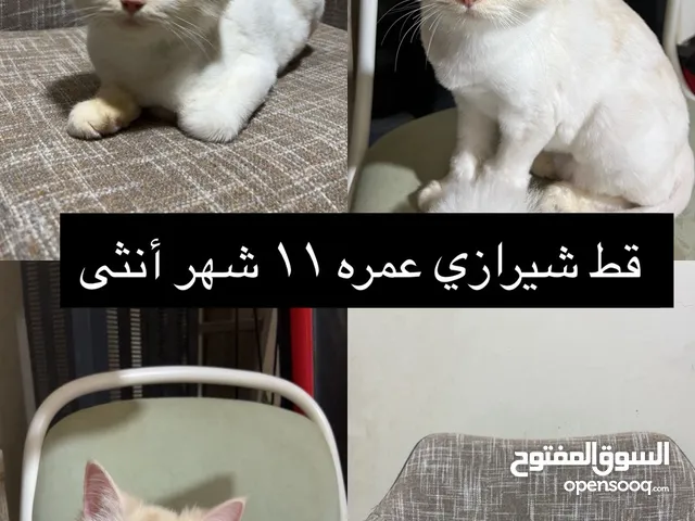 قط شيرازي لطيف