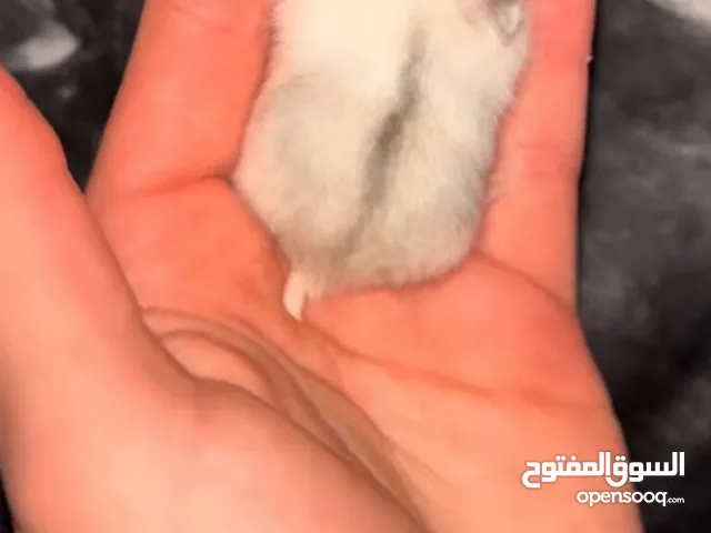 هامستر روسي