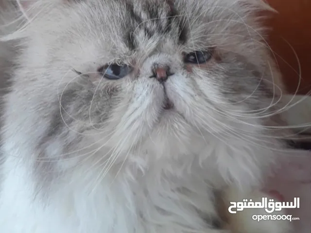 قط للتزاوج