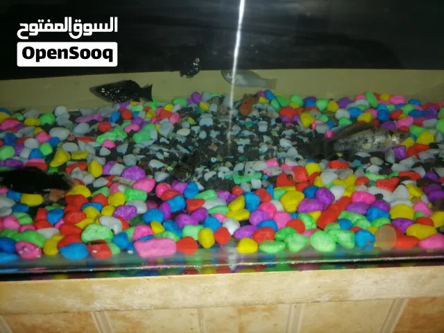 حوض سمك عرضو 50ورتفاع 28ونص مع متور وحجار