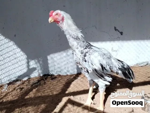 Indian and Pakistani Mix Rooster