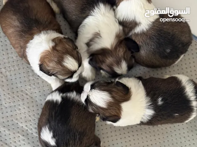 Adorable Shih Tzu Puppies for Sale – 40 Days Old, Healthy & Active!