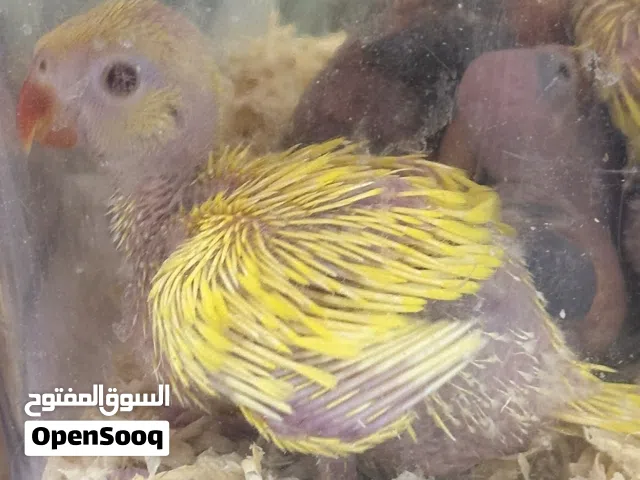 Parrot ringneck baby