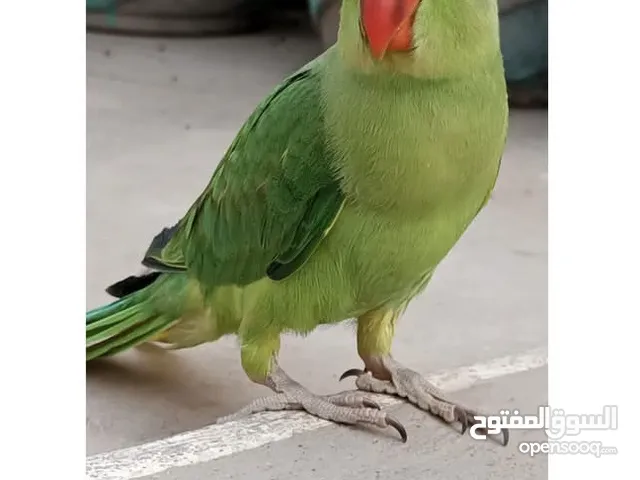 بغبغاء دره هندي مدرب و متكلم
