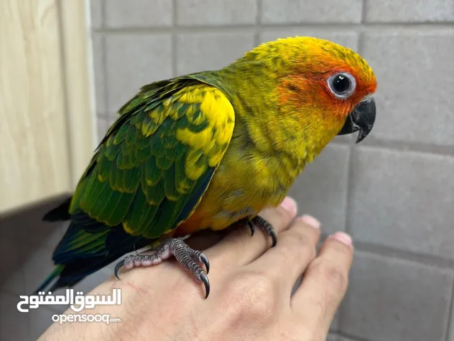 صن كنيور طيران حر العمر ثلالث شهور ينام على شهرا