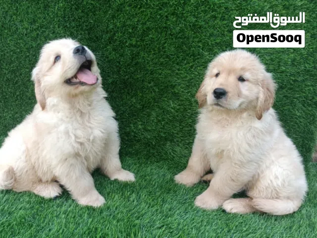 قولدن ريدريفر جراوي ذكر وانثى
