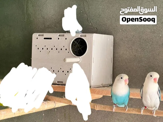 كوبيه الله يبارك ابلاين دكر بلو وانتى بلو ايونج كما موضح ف صور