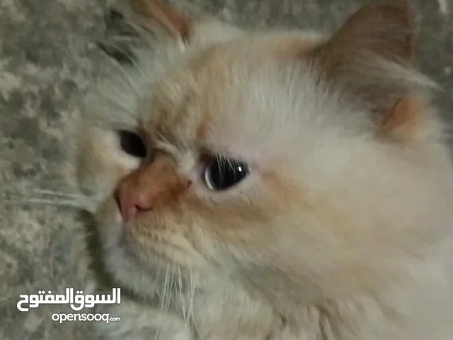 قط هلاميا شيرازي العمر8اشهر