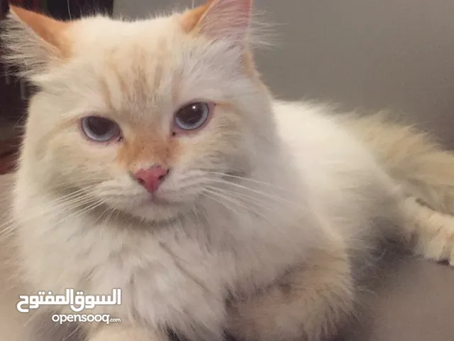 قط هملايا سلالة نادرة للتبني