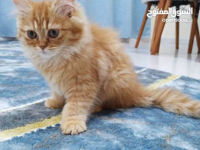 قطه نثيه عمرها ثلاث شهور تقريبا