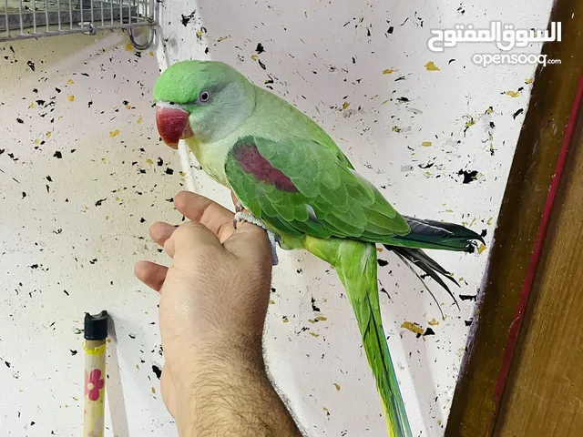 ببغاء نيبالي نثية أليفه