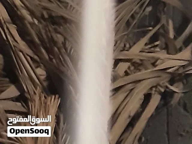 زوج بلابل للبيع مزاويج ومبزرات عندي بلمحميه بيع مستعجل سعر125