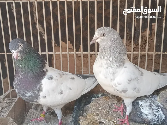 Pakistani pigeons for sale or exchange