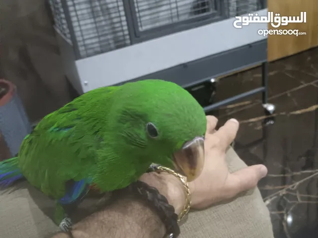 كاسكو فرخ 2 شهرين