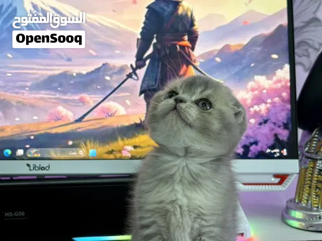 قطط كتن سكوتش فولد + ستريت