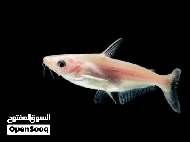 اسماك زينة جملة ومفرق متوفر البينو شارك