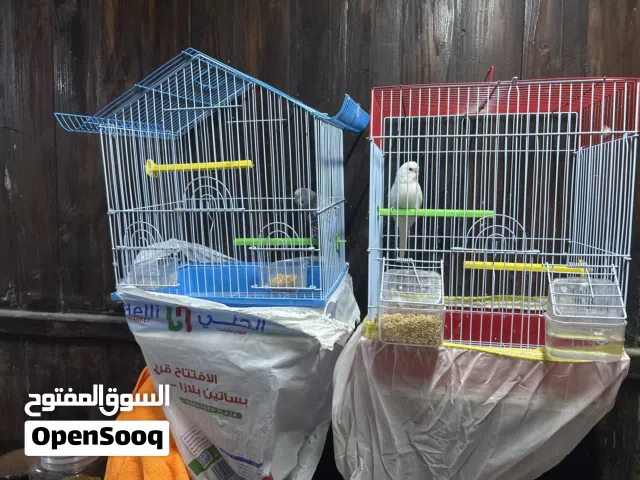 طيور بادجي معى القفص