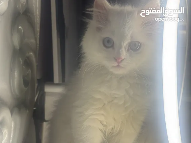 قط شيرازي ابيض