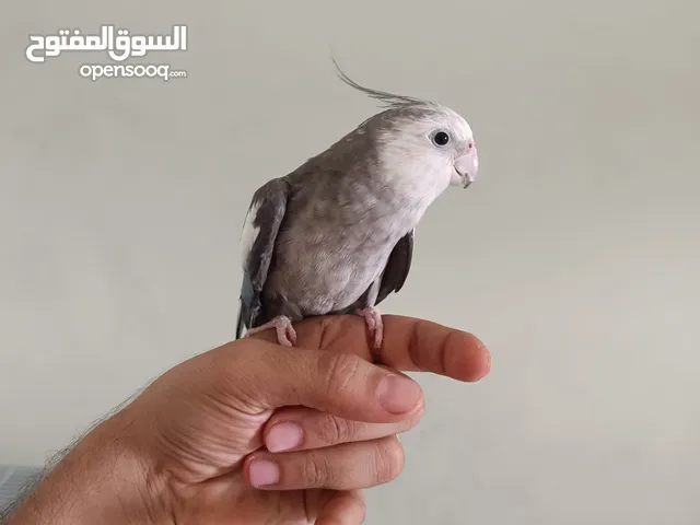 طير ببغاء متكلم