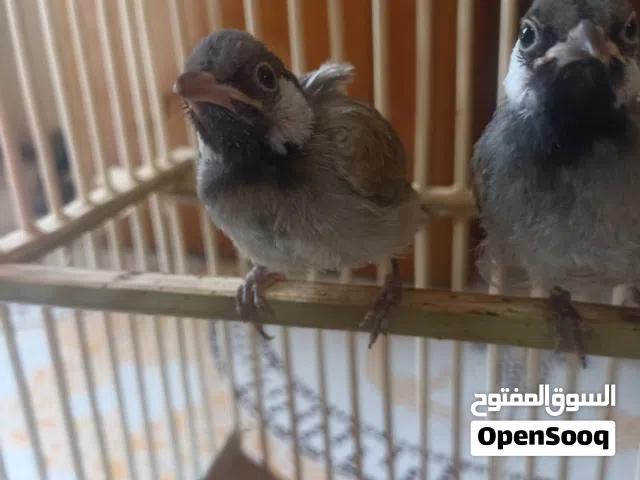 بلابل لبيع