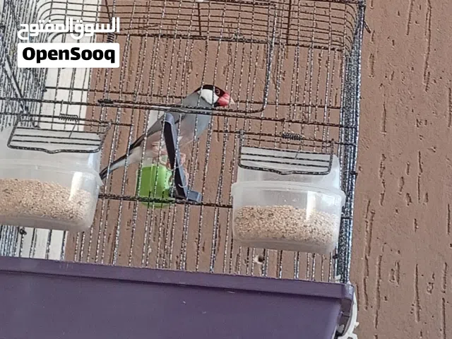 عصفور بودي دكر