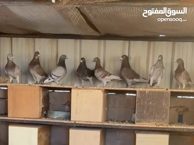 للبيع زاجل بلجيكي