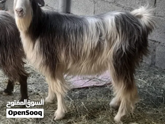 عنز عمانيه من حلال الرحوب جمه تتاوم صنف طيب للتربيه كل شي سليم