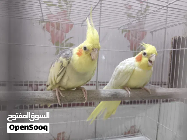 زوج كوكتيل للبيع هنا وقفصهن