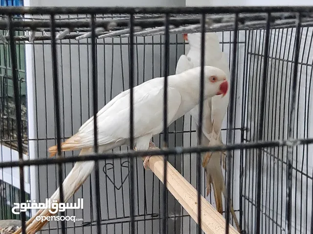 كوبيا درة للبيع