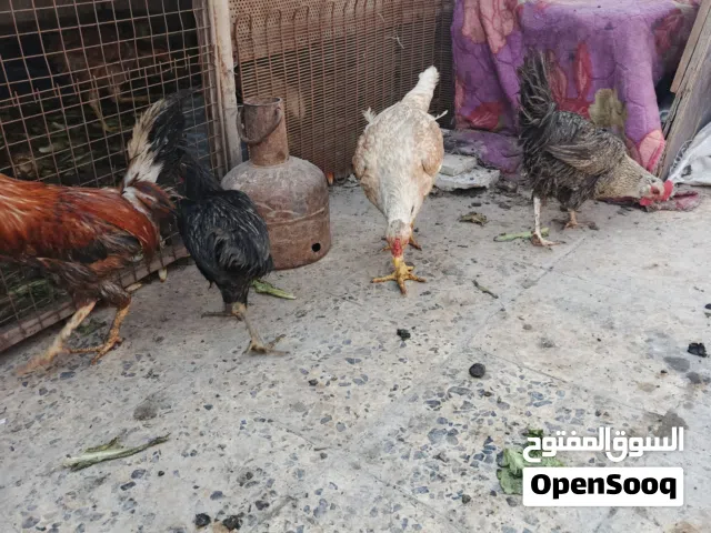 يتوفر لدينا دجاج