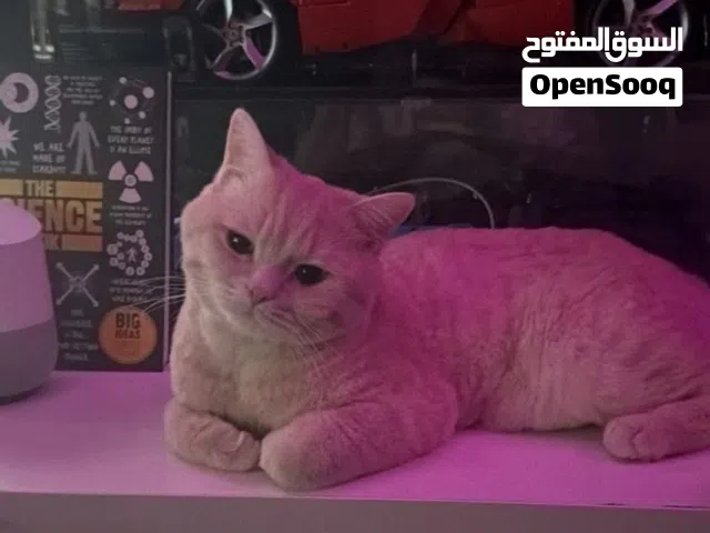 قط للتبني .......