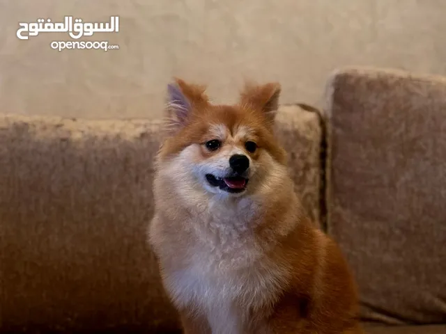 pomarian Shiba Inu mix breed