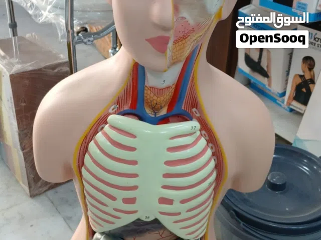 مجسم تعليمي جسم الإنسان قابل للفك والتركيب طول 80 سم. تورسو هندي