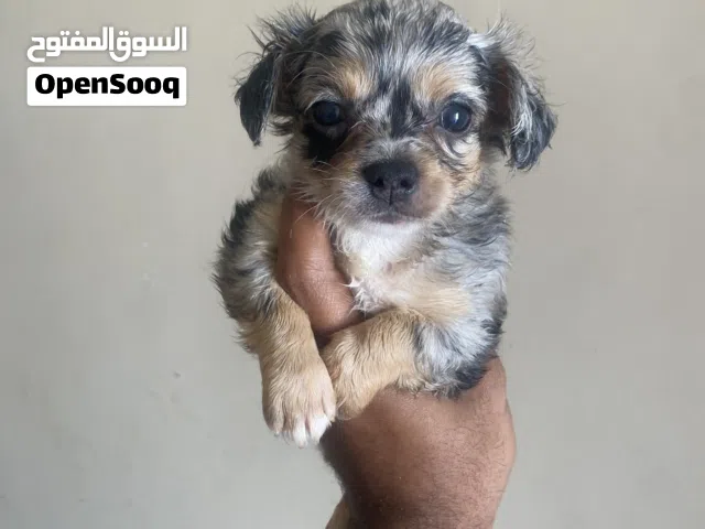 ذكر شيواوا Chihuahua puppy