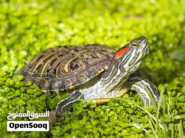 سلاحف حمراء الأذنين (الاسم العلمي: Trachemys scripta elegans) هي سلاحف شبه مائية