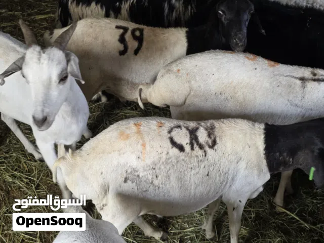 اغنام محليه وخارجيه