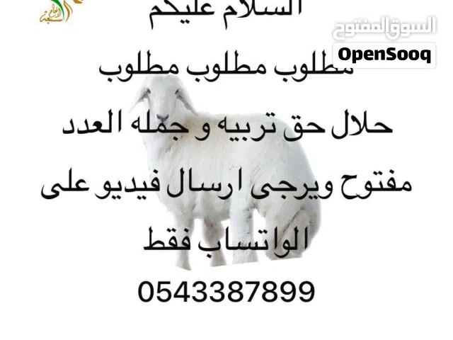 مطلوب حلال