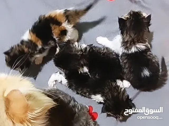 قطه شيرازي مع اطفالها