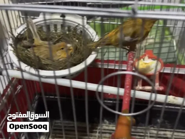 بسم الله ما شاء الله جوز كناري تحتي أربع بيضات