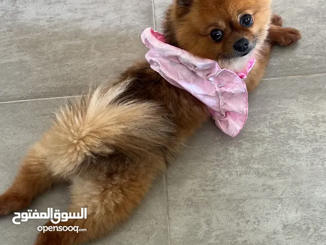 Beautiful Female Pomeranian – 4 Years Old Fully Vaccinated Not Spayed