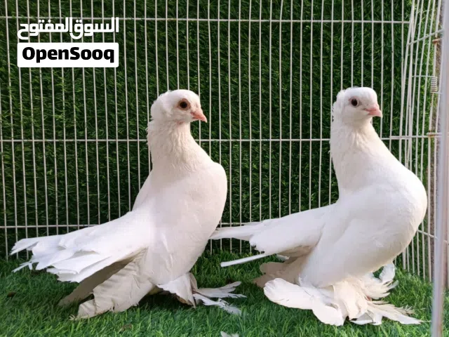 سلام عليكم متاح زوج كرنكو خط اول