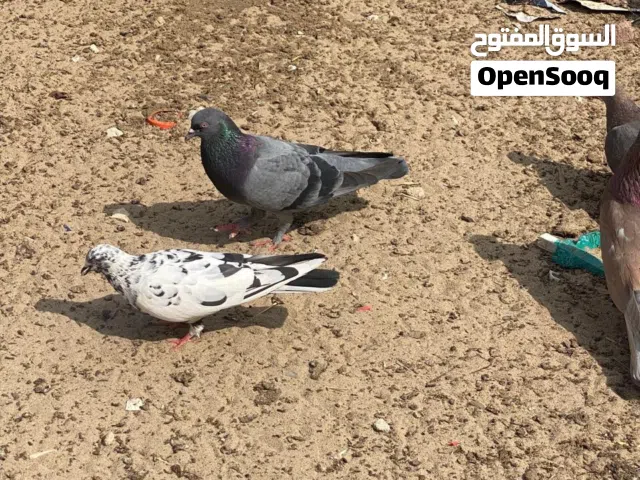 حمام قلابي قطيفي